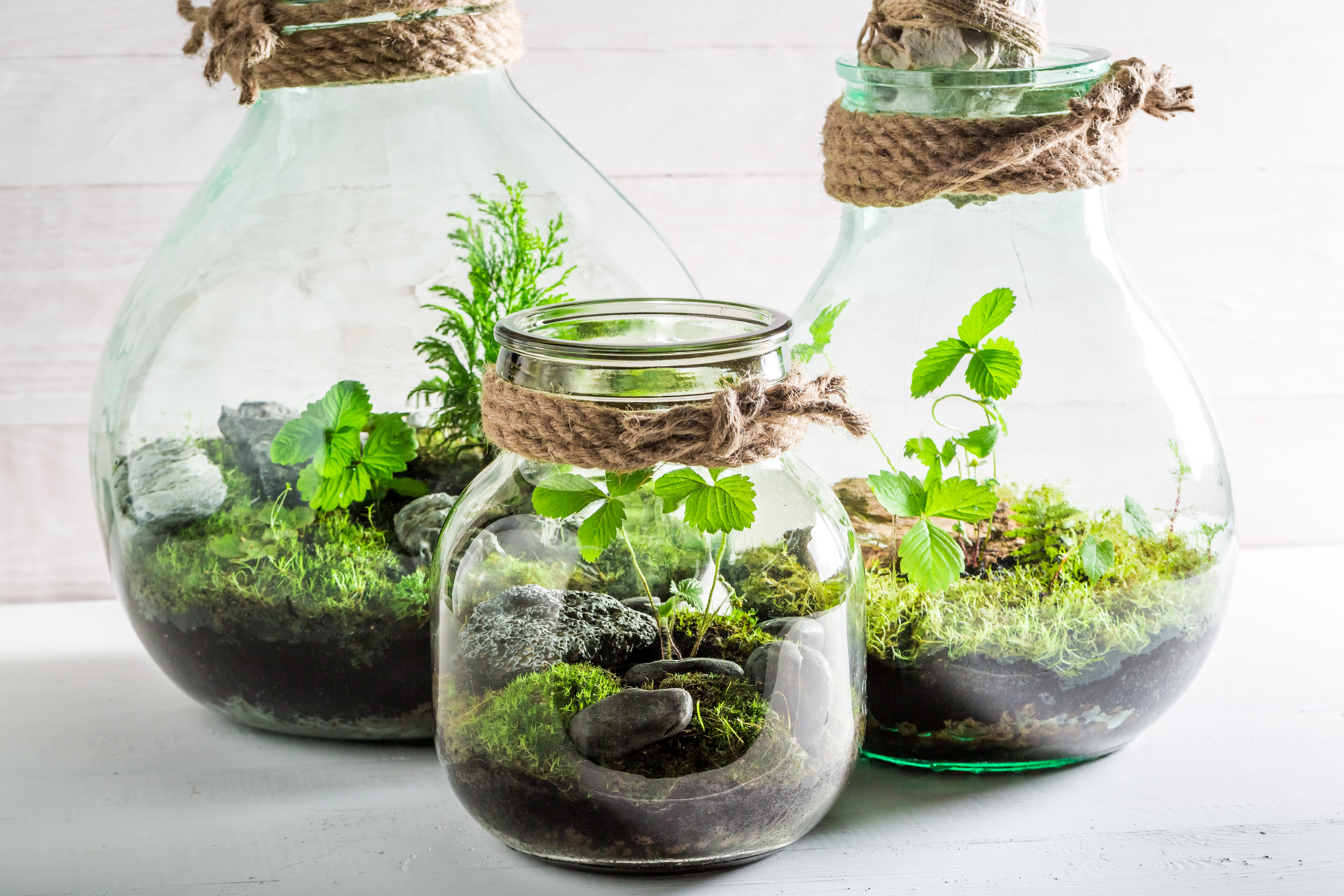 Bottle Garden